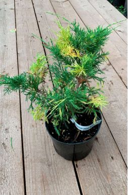 Можжевельник средний Блю энд Голд (Blue and Gold)