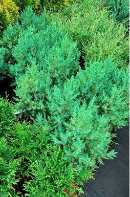 Можжевельник китайский Стрикта (Stricta)