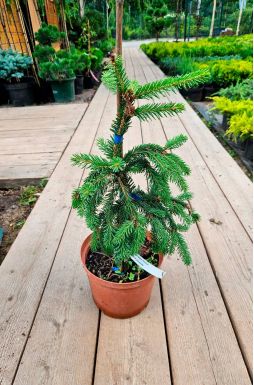 Ель обыкновенная Инверса (Inversa)