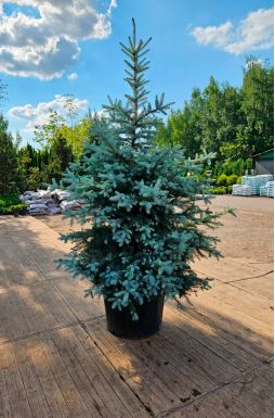 Ель колючая Эдит (Edith)