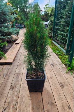 Сосна черная Грин Тауэр (Green tower)