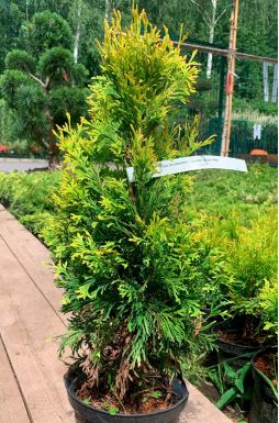Туя западная Голден Анна (Golden Anna)