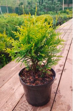 Туя западная Голден Глоб (Golden Globe)