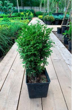 Туя западная Тини Тим (Tini tim)