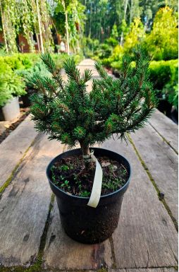 Сосна горная Хампи (Humpy)