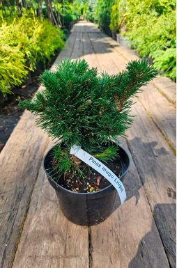 Сосна горная Лиллипут (Liliput)