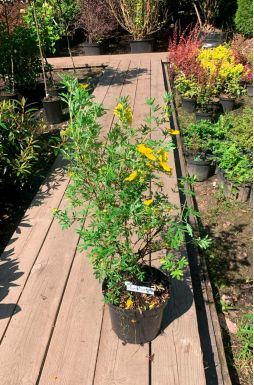 Лапчатка Кустарниковая Голдстар (Goldstar)