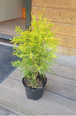 Туя западная Санкист (Sunkist)