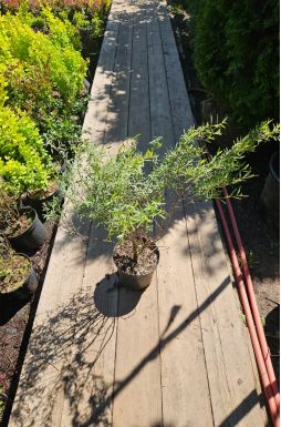 Ива нана Каньон Блю (Canyon Blue)