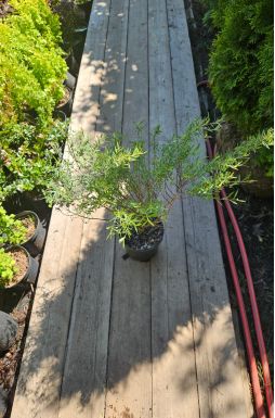 Ива нана Каньон Блю (Canyon Blue)