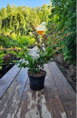 Барбарис средний Ред Джевел (Red Jewel)