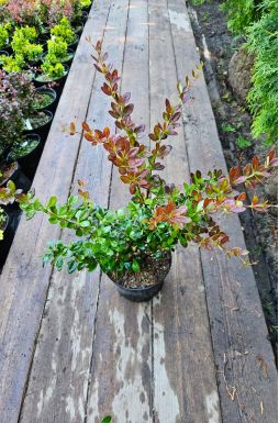 Барбарис средний Ред Джевел (Red Jewel)