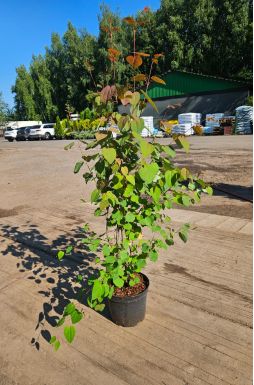 Багрянник японский