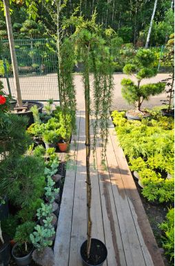 Лиственница европейская Пендула (Pendula Pa)