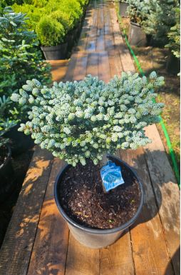 Пихта корейская Кохоутс айс Брейкер на штамбе (Kohouts icebreaker Pa)