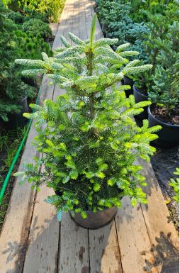 Пихта корейская Сильберлок (Silberlocke)