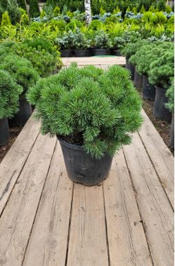 Сосна горная Мопс (Mops)