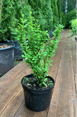 Барбарис тунберга Эректа (Erecta)