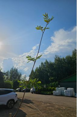 Рябина обыкновенная Кубовая (Kubowaja)