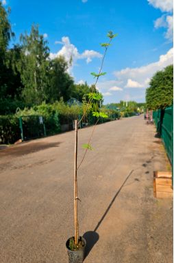 Рябина обыкновенная Кубовая (Kubowaja)