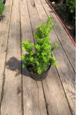 Тис средний Войтек (Wojtek)