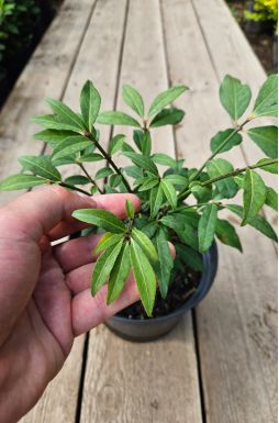 Бересклет крылатый Компактус (Compactus)