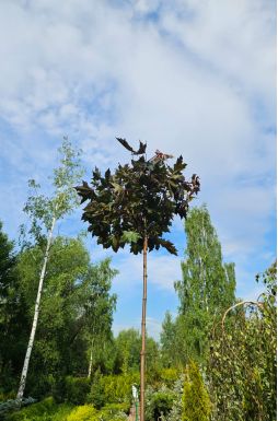 Клен остролистный Пурпл Глоб (Purple Globe)