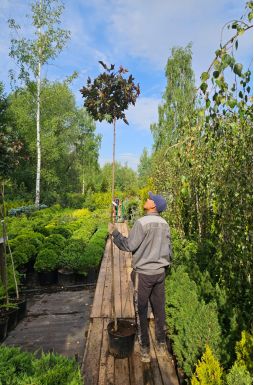 Клен остролистный Пурпл Глоб (Purple Globe)