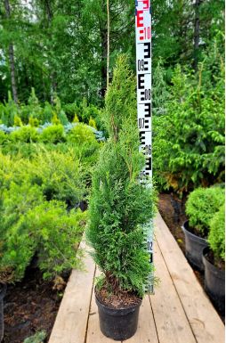 Туя западная Смарагд (Smaragd)
