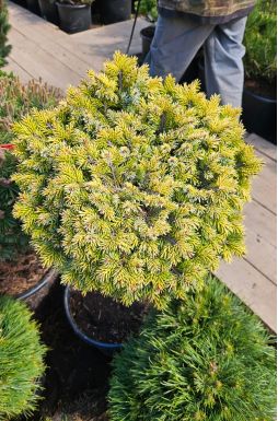 Ель сербская Певе Тиджин на штамбе (Peve Tijn Pa)