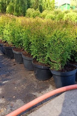 Туя западная Хозери (Hoseri)