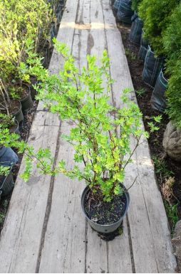 Лапчатка кустарниковая Голдфингер (Goldfinger)