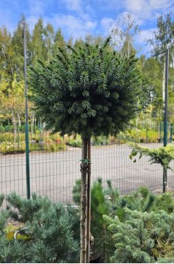 Ель сербская Нана на штамбе (Nana Pa)