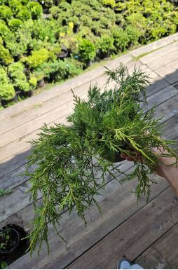 Можжевельник средний Голд Кост (Gold coast)