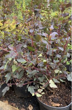 Пузыреплодник калинолистный Диабло (Diabolo)