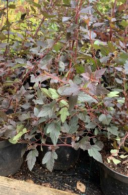 Пузыреплодник калинолистный Диабло (Diabolo)