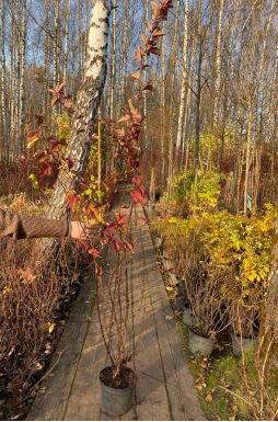 Пузыреплодник калинолистный Диабло (Diabolo)