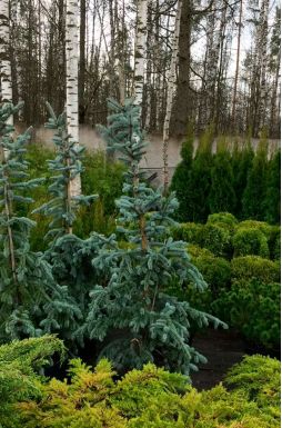 Ель колючая Хупси (Hoopsii)