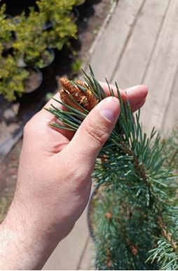 Сосна обыкновенная Ватерери (Watereri)