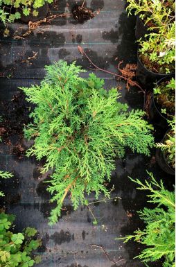 Микробиота перекрестная