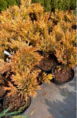 Можжевельник горизонтальный Лайм Глоу (Lime glow)