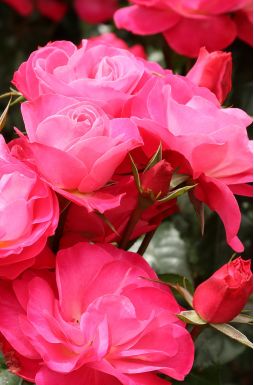 Роза флорибунда Ливерпуль Эхо